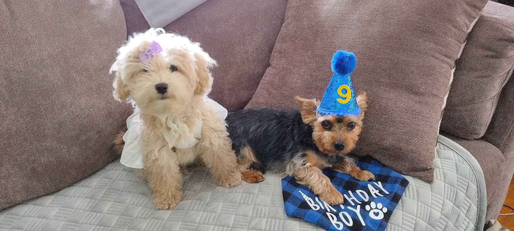 Henny joined the competition — help win amazing prizes! canidae, carnivore, collar, companion_dog, dog, dog_breed, dog_clothes, dog_collar, dog_supply, fashion_accessory, fur, pet_supply, small_terrier, snout, sporting_group, toy, toy_dog, water_dog, working_animal, yorkipoo