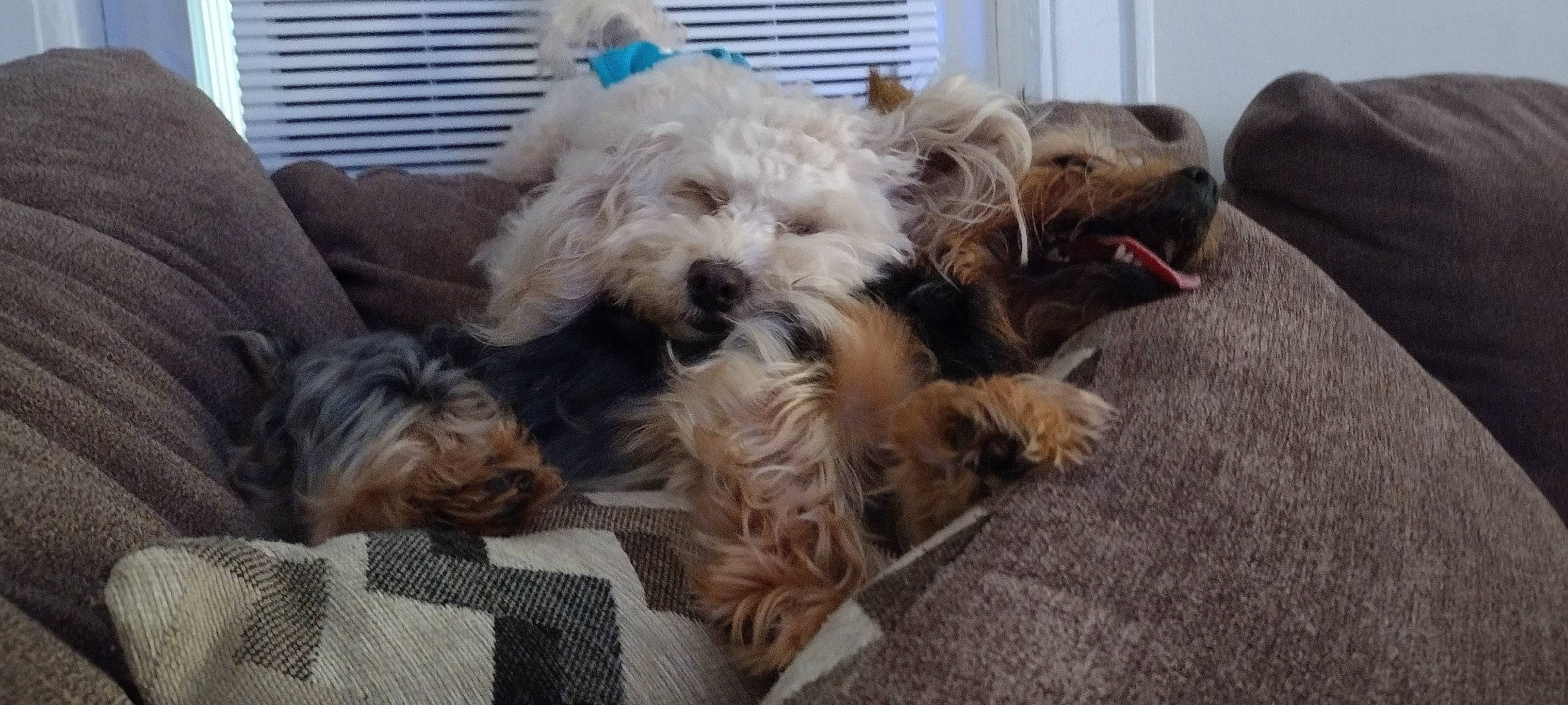 Bella is registered to the contest to win money with this photo: biewer_terrier, canidae, carnivore, companion_dog, dog, dog_breed, dog_supply, fur, mal_shi, maltepoo, non_sporting_group, poodle_crossbreed, shih_poo, small_terrier, snout, sporting_group, terrier, toy_dog, working_animal, yorkipoo