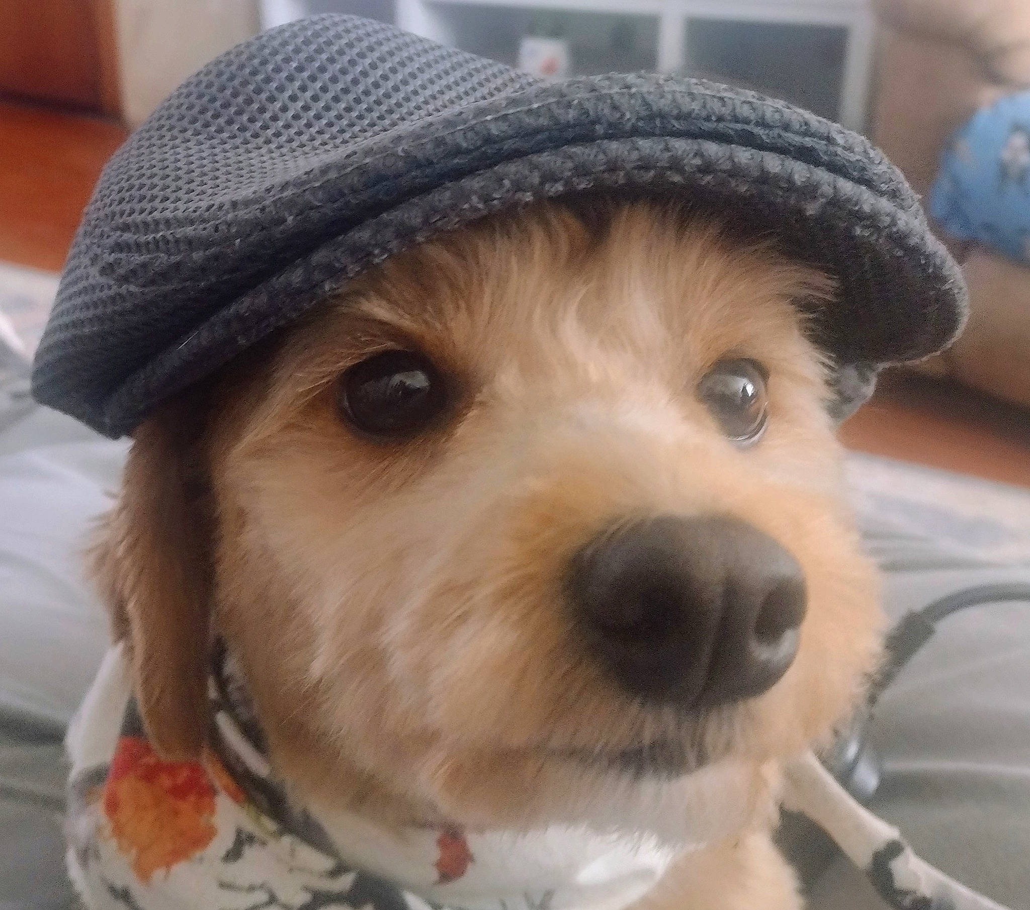 Murphy is registered to the contest to win money with this photo: canidae, cap, carnivore, collar, companion_dog, dog, dog_breed, dog_collar, eyewear, fashion_accessory, fur, fur_clothing, hat, headgear, helmet, personal_protective_equipment, selfie, snout, sporting_group, wool