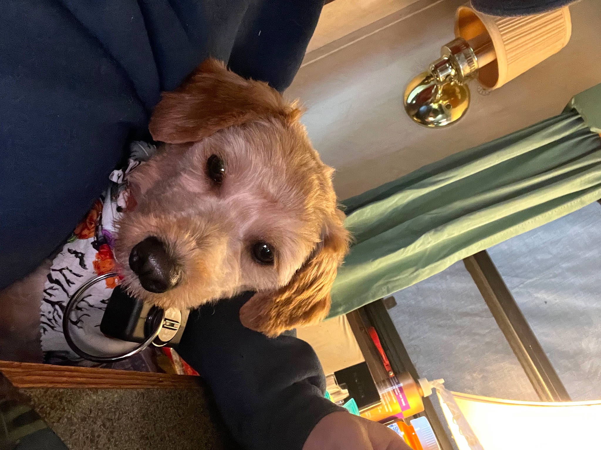 Murphy joined the competition — help win amazing prizes! airedale_terrier, border_terrier, canidae, carnivore, collar, companion_dog, dog, dog_breed, dog_clothes, fawn, fur, metal, small_terrier, snout, sporting_group, terrier, tie, toy_dog, whiskers, working_animal