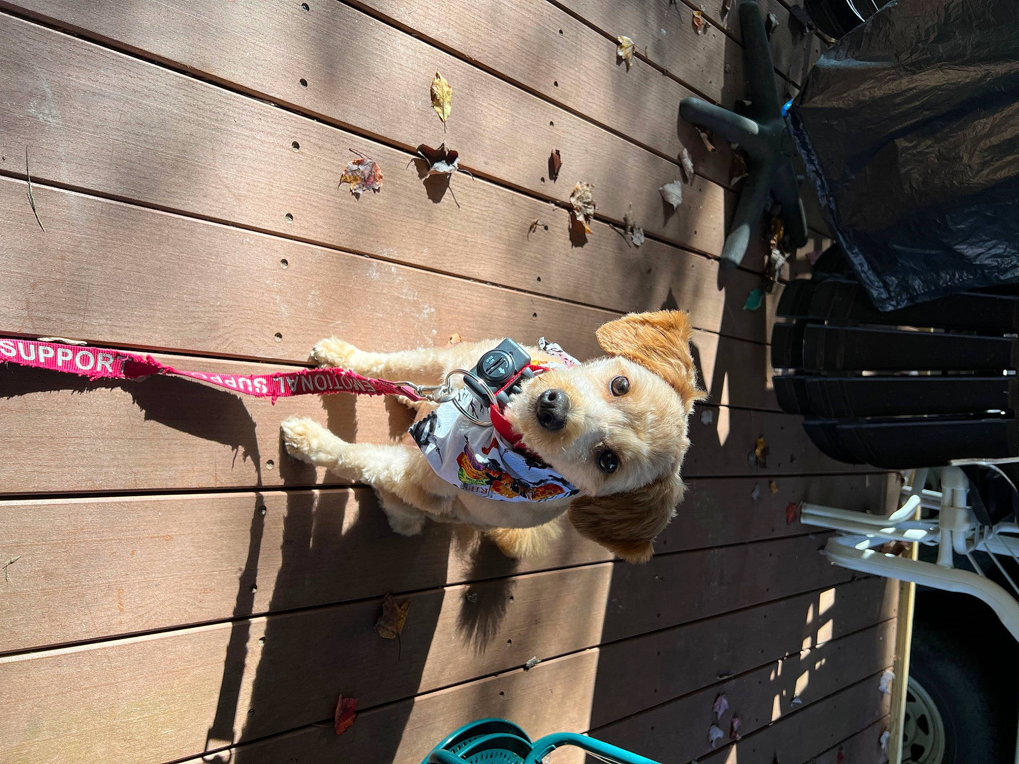Murphy is registered to the contest to win money with this photo: adventure, canidae, carnivore, companion_dog, dog, dog_breed, leash, non_sporting_group, recreation, rock_climbing_equipment, rope, sporting_group, tire, wheel, wire, wood, working_animal