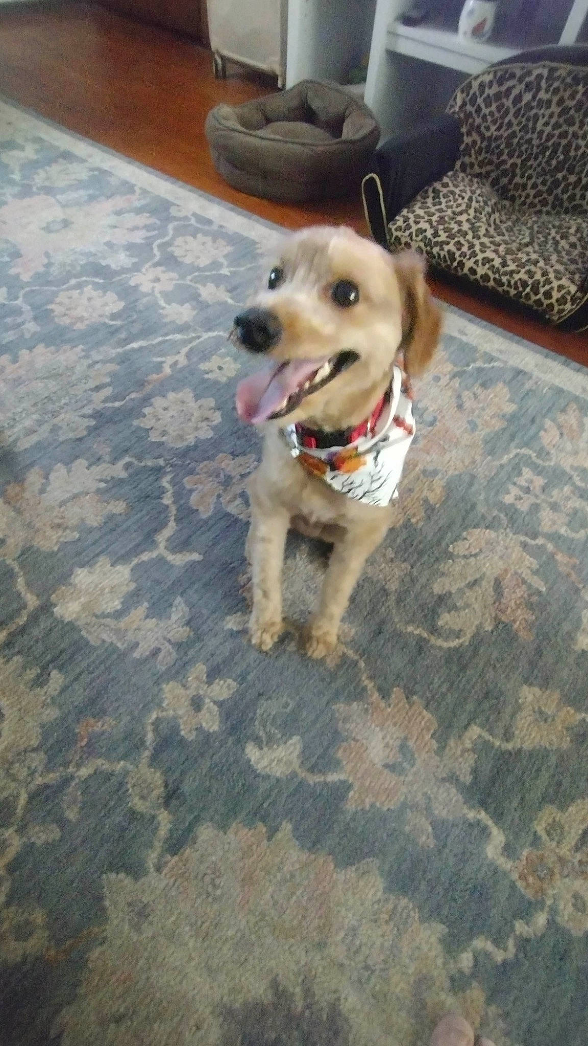 Murphy joined the competition — help win amazing prizes! carnivore, collar, companion_dog, dog, dog_breed, dog_collar, dog_supply, fawn, floor, flooring, hardwood, paw, pet_supply, retriever, road_surface, snout, tail, tile, wood, working_animal