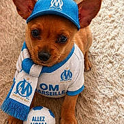 Lola a rejoint le concours — aidez-le/la à gagner de superbes lots ! adorable, animal, blue_and_white, brown_dog, cap, carpet, cute, dog, fan_gear, football, indoor, outfit, pet, puppy, scarf, small_dog, soccer_ball, sports_fan, supporter, team_spirit