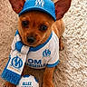 adorable, animal, blue_and_white, brown_dog, cap, carpet, cute, dog, fan_gear, football, indoor, outfit, pet, puppy, scarf, small_dog, soccer_ball, sports_fan, supporter, team_spirit