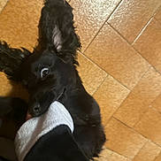 Apollon a rejoint le concours — aidez-le/la à gagner de superbes lots ! dog, black_dog, playful, sock, foot, tile_floor, indoor, pet, animal, ears, mischievous, bite, cute, fur, paw, home, fun, companion, chewing, pet_play