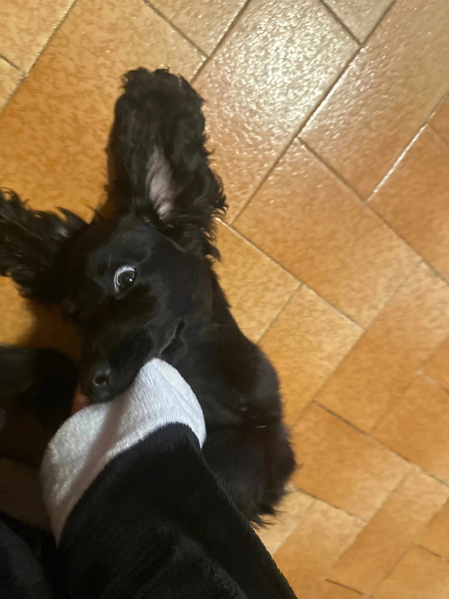 Apollon a rejoint le concours — aidez-le/la à gagner de superbes lots ! dog, black_dog, playful, sock, foot, tile_floor, indoor, pet, animal, ears, mischievous, bite, cute, fur, paw, home, fun, companion, chewing, pet_play