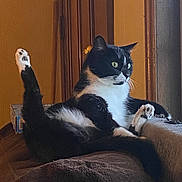 Myla is registered to the contest to win money with this photo: cat, tuxedo_cat, black_and_white, indoors, window, feline, pet, relaxed, paw, raised_leg, curious, fur, animal, domestic_cat, resting, looking_out, soft_surface, whiskers, ears, alert