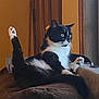 cat, tuxedo_cat, black_and_white, indoors, window, feline, pet, relaxed, paw, raised_leg, curious, fur, animal, domestic_cat, resting, looking_out, soft_surface, whiskers, ears, alert