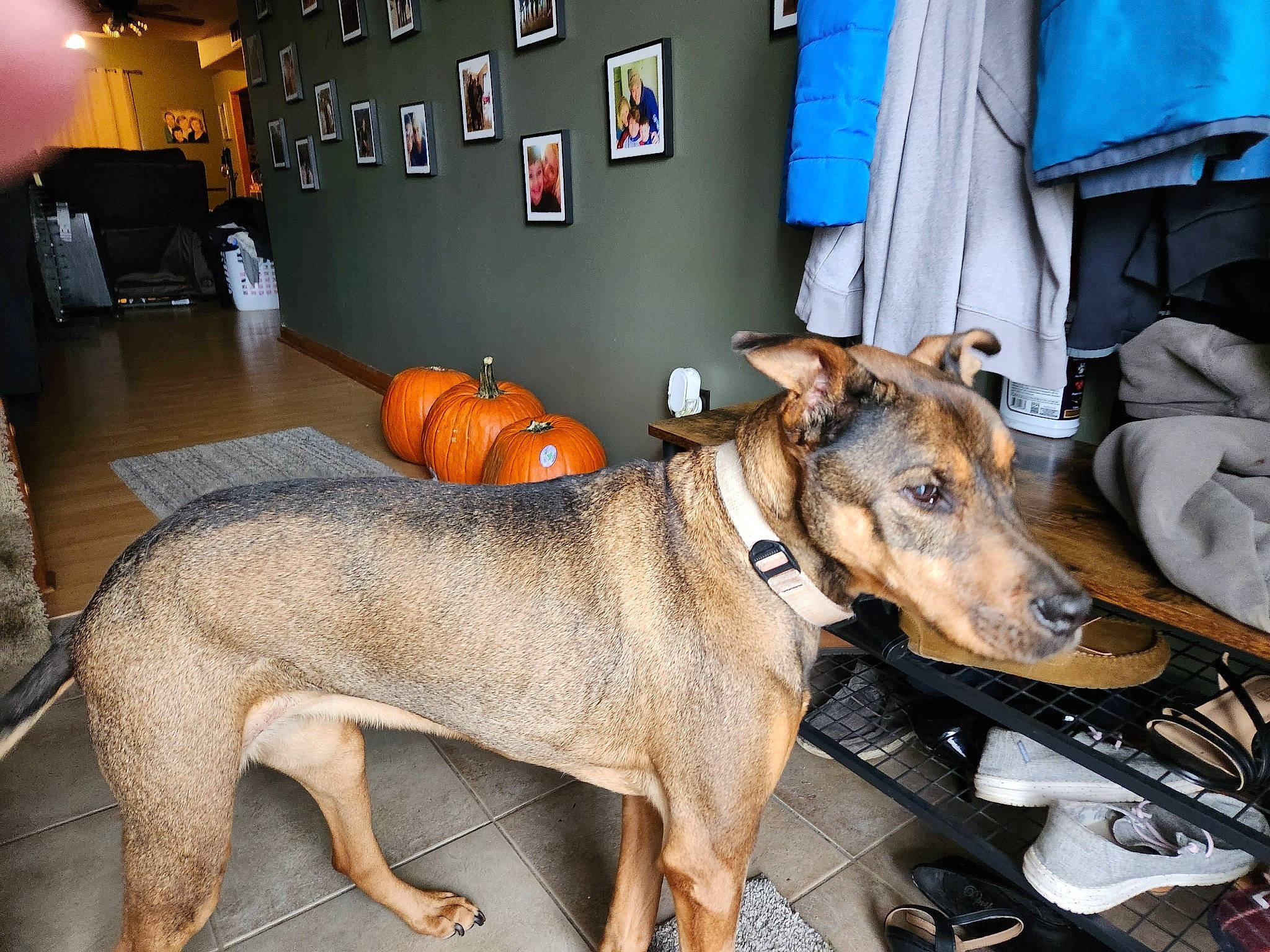 Jazzy is registered to the contest to win money with this photo: art, canidae, carnivore, collar, companion_dog, couch, curtain, dog, dog_breed, dog_supply, fawn, flooring, guard_dog, picture_frame, room, sighthound, snout, sporting_group, window, working_animal