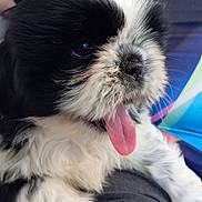 Atchoum participe au concours pour gagner de l'argent avec cette photo : adorable, animal, black_and_white, close_up, colorful_clothing, cute, dog, fluffy, friendly, fur, indoors, lap, person, pet, playful, portrait, puppy, resting, tongue_out, young_dog
