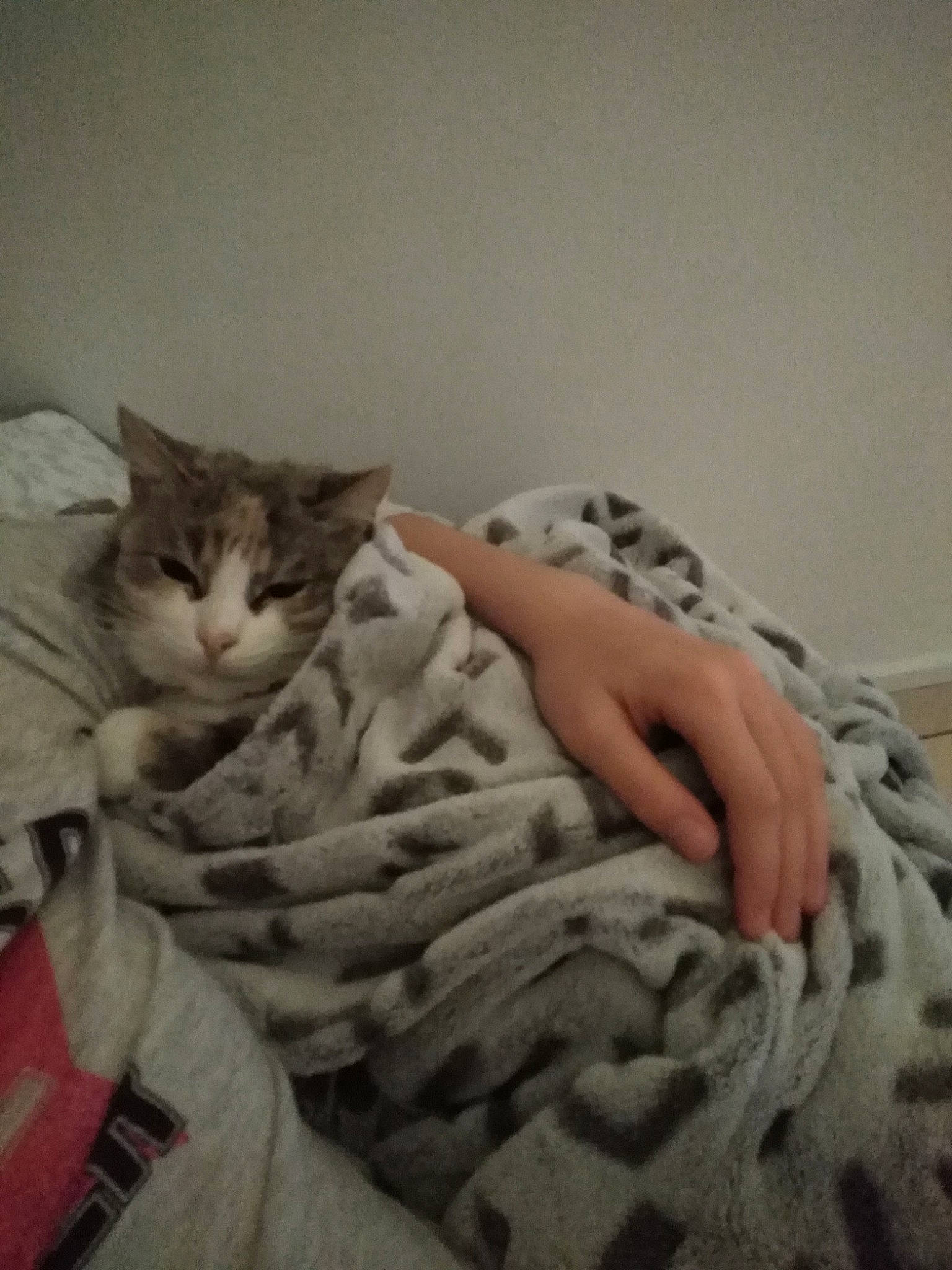 Cloé participe au concours pour gagner de l'argent avec cette photo : american_shorthair, asian, bed_sheet, bengal, blanket, carnivore, cat, comfort, domestic_short_haired_cat, dragon_li, egyptian_mau, european_shorthair, felidae, fur, kitten, nap, sleep, small_to_medium_sized_cats, tabby_cat, whiskers