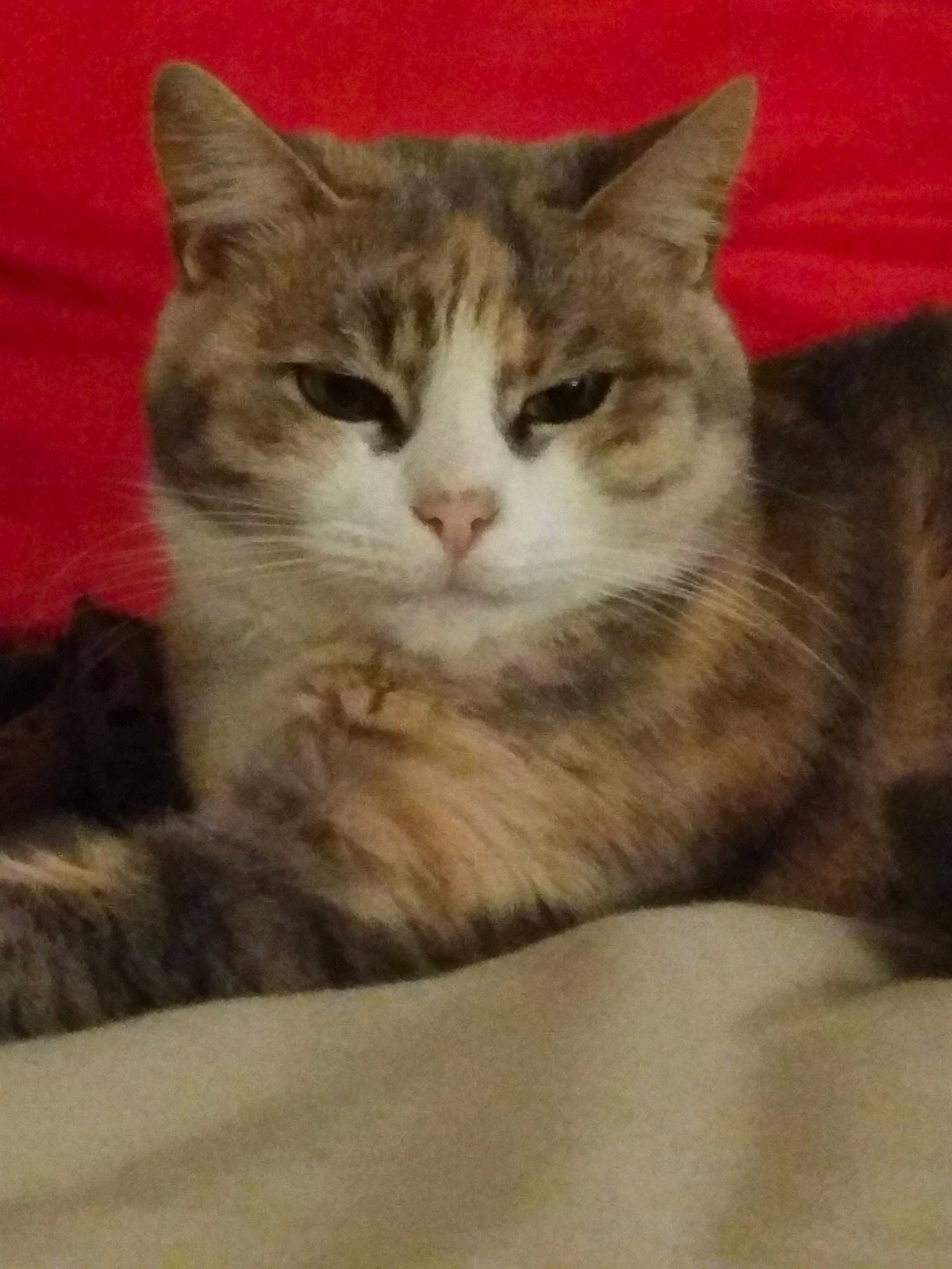 Cloé participe au concours pour gagner de l'argent avec cette photo : aegean_cat, american_shorthair, american_wirehair, arabian_mau, asian, australian_mist, british_semi_longhair, carnivore, cat, domestic_short_haired_cat, dragon_li, european_shorthair, fawn, felidae, kitten, mammal, small_to_medium_sized_cats, tabby_cat, vertebrate, whiskers