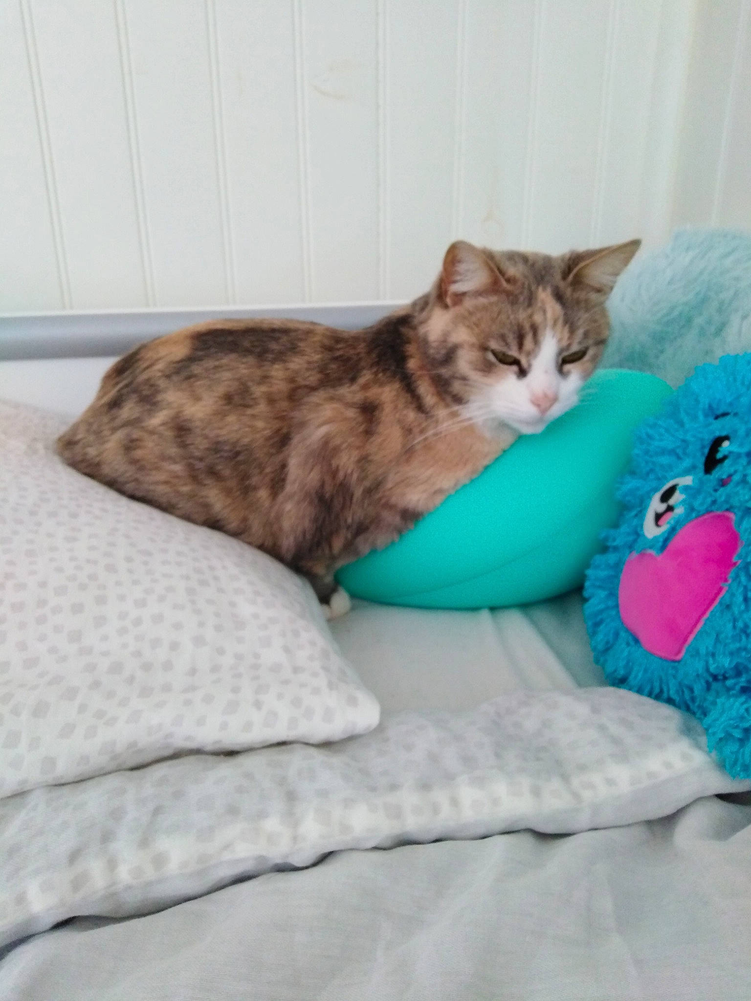 Cloé participe au concours pour gagner de l'argent avec cette photo : american_shorthair, asian, bed, bed_sheet, carnivore, cat, comfort, domestic_short_haired_cat, european_shorthair, felidae, fur, furniture, kitten, linens, room, small_to_medium_sized_cats, tabby_cat, tail, textile, whiskers