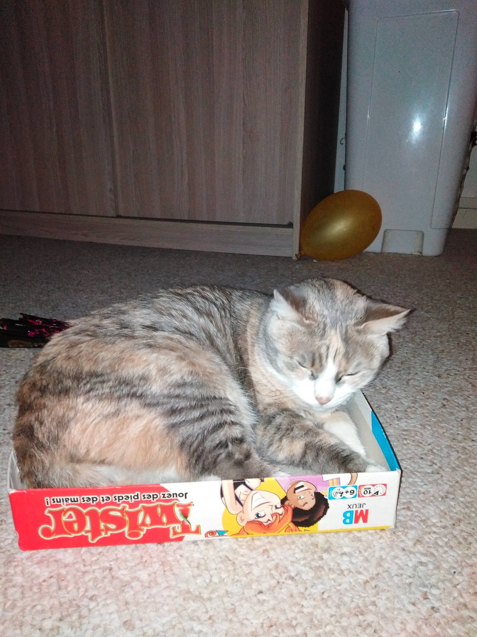 Cloé participe au concours pour gagner de l'argent avec cette photo : american_shorthair, asian, box, carnivore, cat, domestic_short_haired_cat, dragon_li, european_shorthair, felidae, kitten, photo_caption, small_to_medium_sized_cats, tabby_cat, whiskers