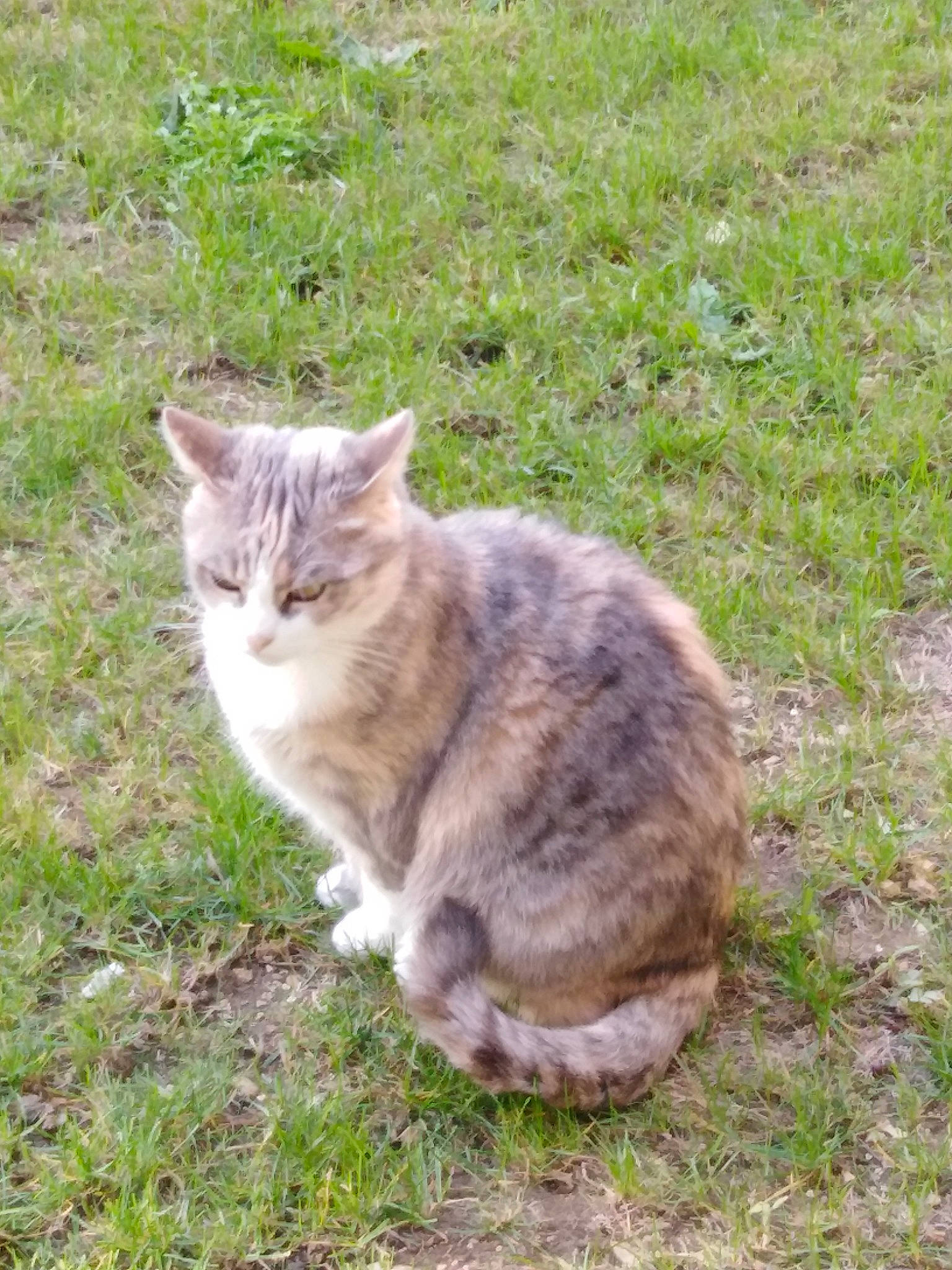 Cloé participe au concours pour gagner de l'argent avec cette photo : carnivore, cat, domestic_short_haired_cat, european_shorthair, felidae, grass, mammal, small_to_medium_sized_cats, tabby_cat, tail, whiskers, wild_cat