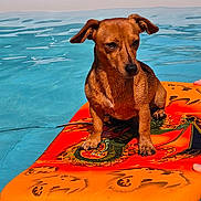 Barny participe au concours pour gagner de l'argent avec cette photo : animal, blue, canine, dog, float, floating, leisure, orange, outdoor, pet, pool, relaxation, small_dog, summer, sunlight, sunny, swimming_pool, vacation, water, wet