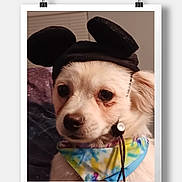 Brat joined the competition — help win amazing prizes! accessory, adorable, animal, bandana, black_hat, close_up, colorful_bandana, costume, cute, dog, face, fur, hat, indoor, mouse_ears, pet, pet_portrait, portrait, small_dog, tie_dye