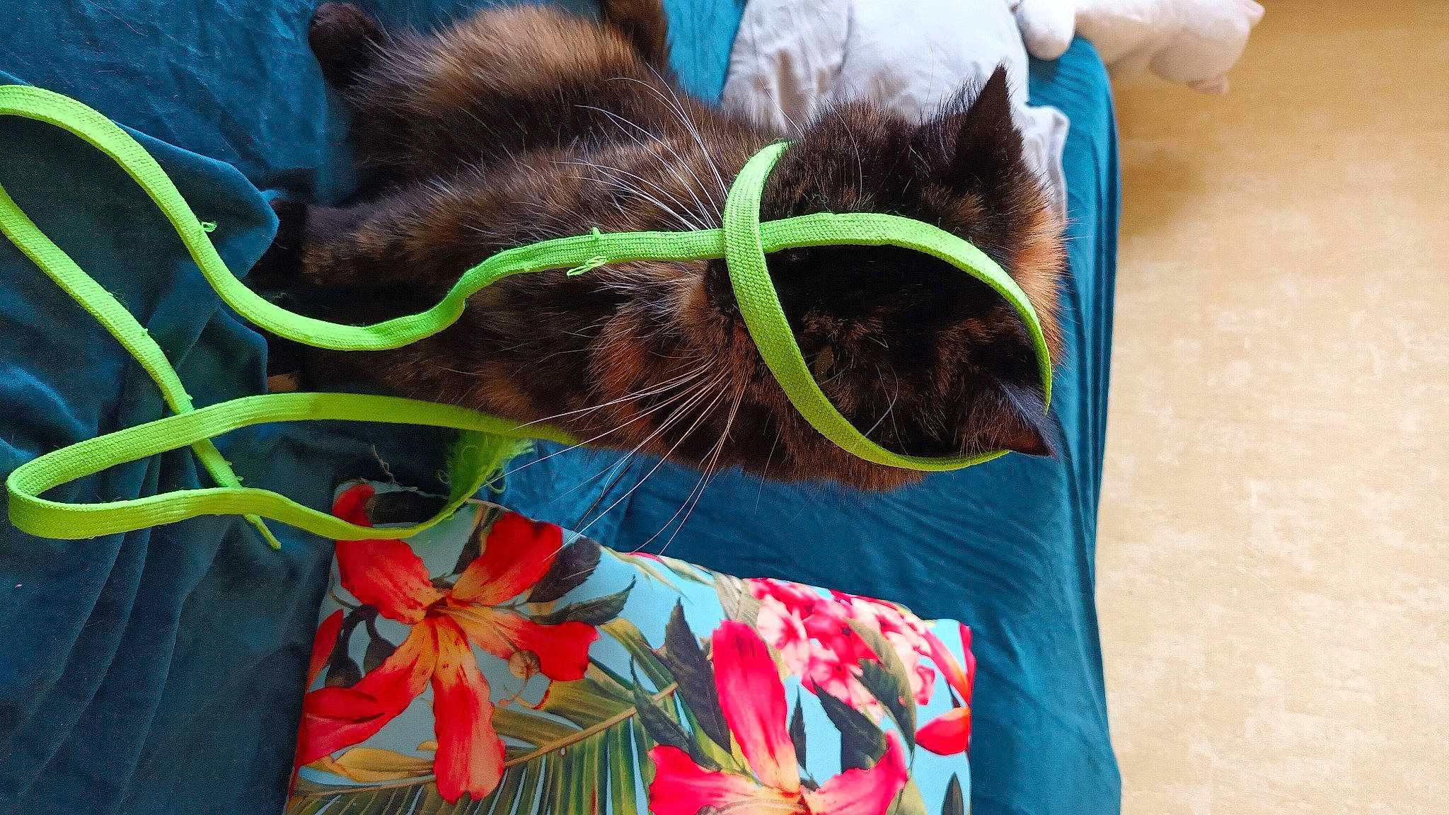 Flora participe au concours pour gagner de l'argent avec cette photo : bag, black_cat, carnivore, cat, comfort, domestic_short_haired_cat, fashion_accessory, fawn, felidae, flower, fur, grass, green, liver, plant, small_to_medium_sized_cats, tail, textile, tree, whiskers