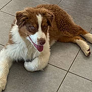 Akira a rejoint le concours — aidez-le/la à gagner de superbes lots ! dog, puppy, brown, white, tongue_out, happy, relaxed, indoor, tile_floor, fur, laying_down, pet, canine, cute, animal, companion, friendly, young_dog, smiling, domestic