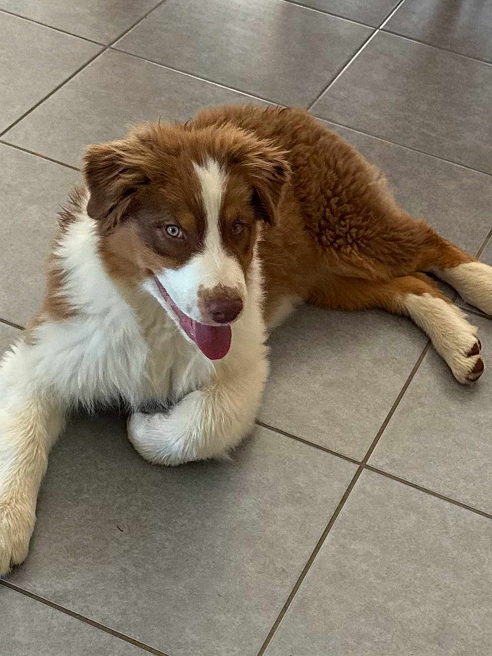Akira a rejoint le concours — aidez-le/la à gagner de superbes lots ! dog, puppy, brown, white, tongue_out, happy, relaxed, indoor, tile_floor, fur, laying_down, pet, canine, cute, animal, companion, friendly, young_dog, smiling, domestic