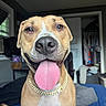 animal, bed, blanket, brown_dog, canine, closeup, collar, dog, domestic_animal, furniture, gold_chain, happy, house, indoor, pet, portrait, room, smiling, tongue, window