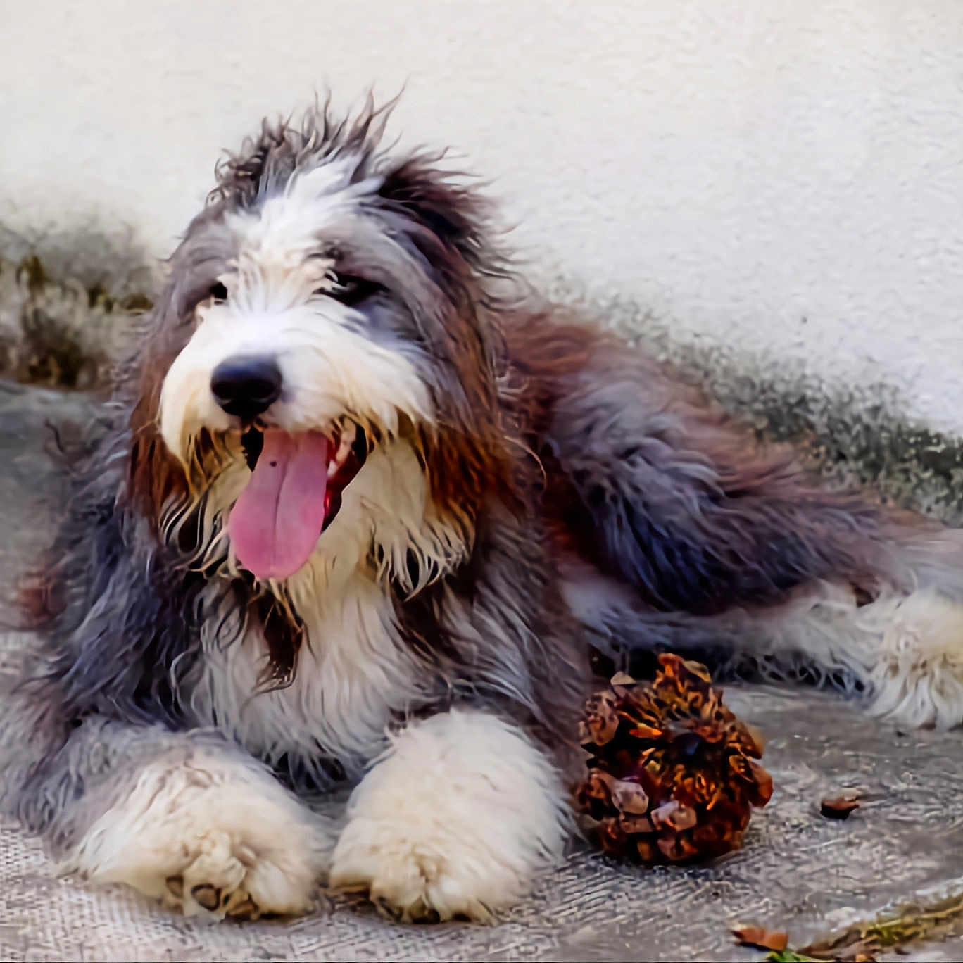 Gipsy