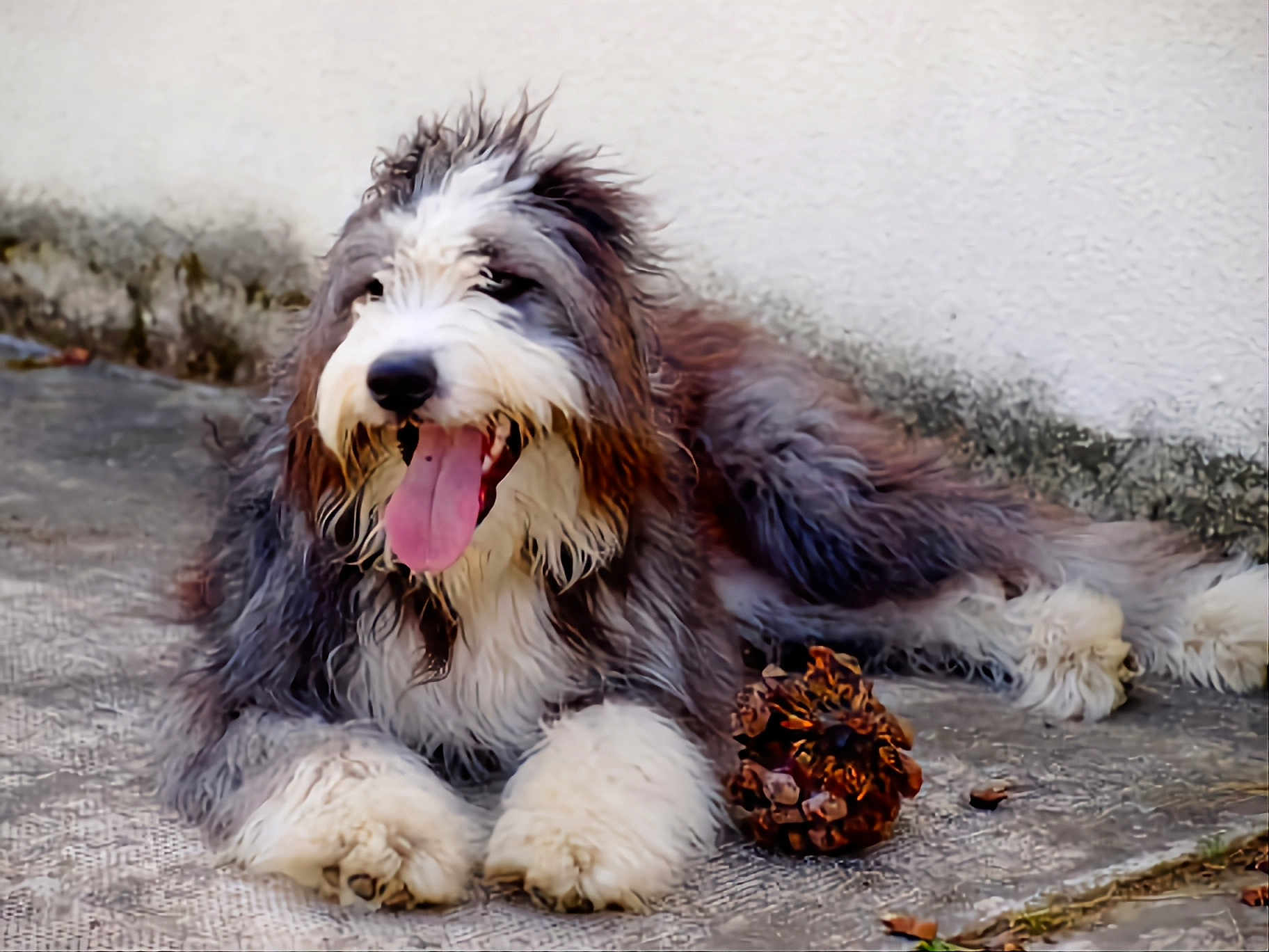 Gipsy