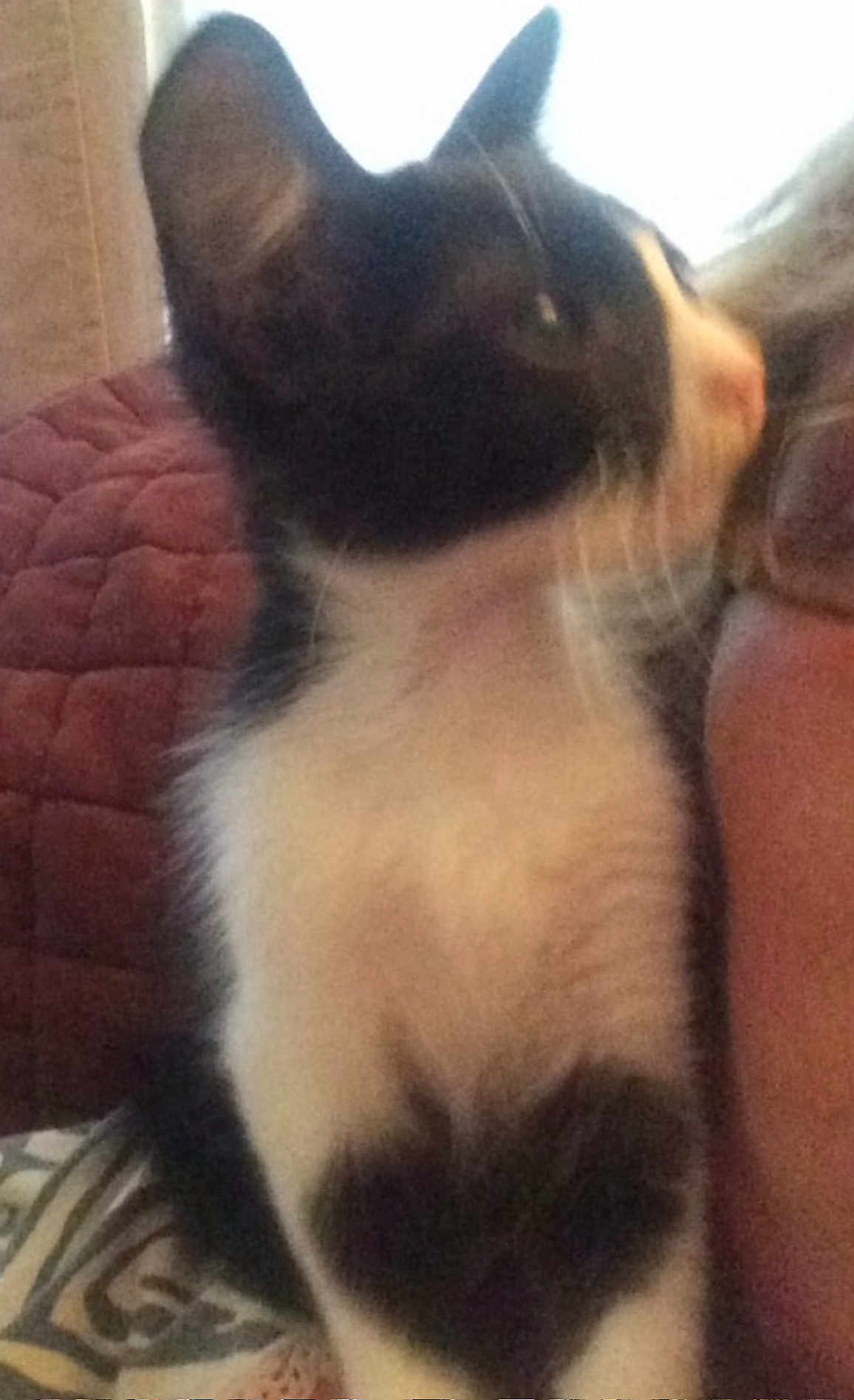 Domino