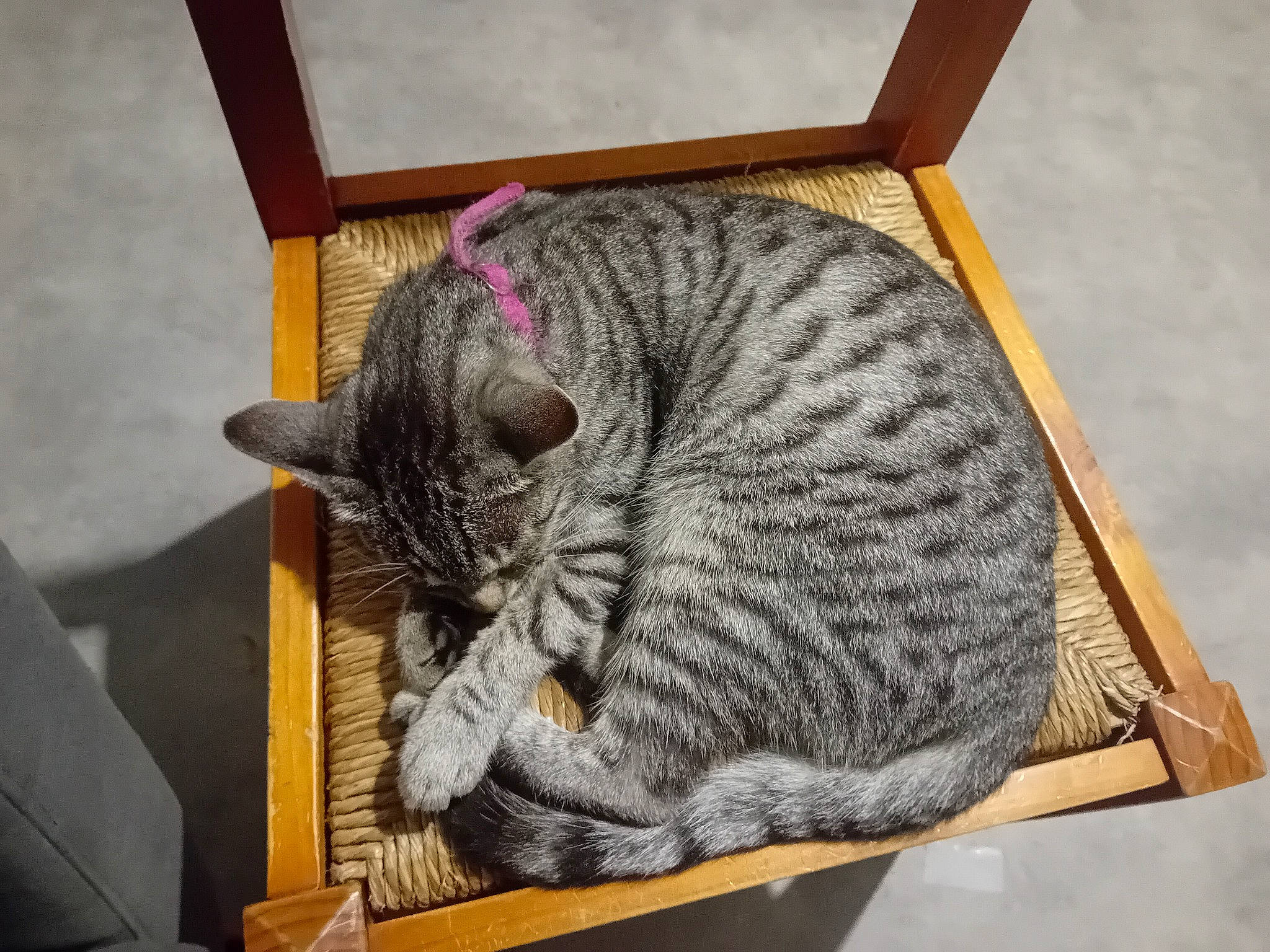 Mouchemouche participe au concours pour gagner de l'argent avec cette photo : carnivore, cat, comfort, domestic_short_haired_cat, felidae, flooring, fur, grey, pattern, plant, small_to_medium_sized_cats, snout, tail, terrestrial_animal, whiskers, wood