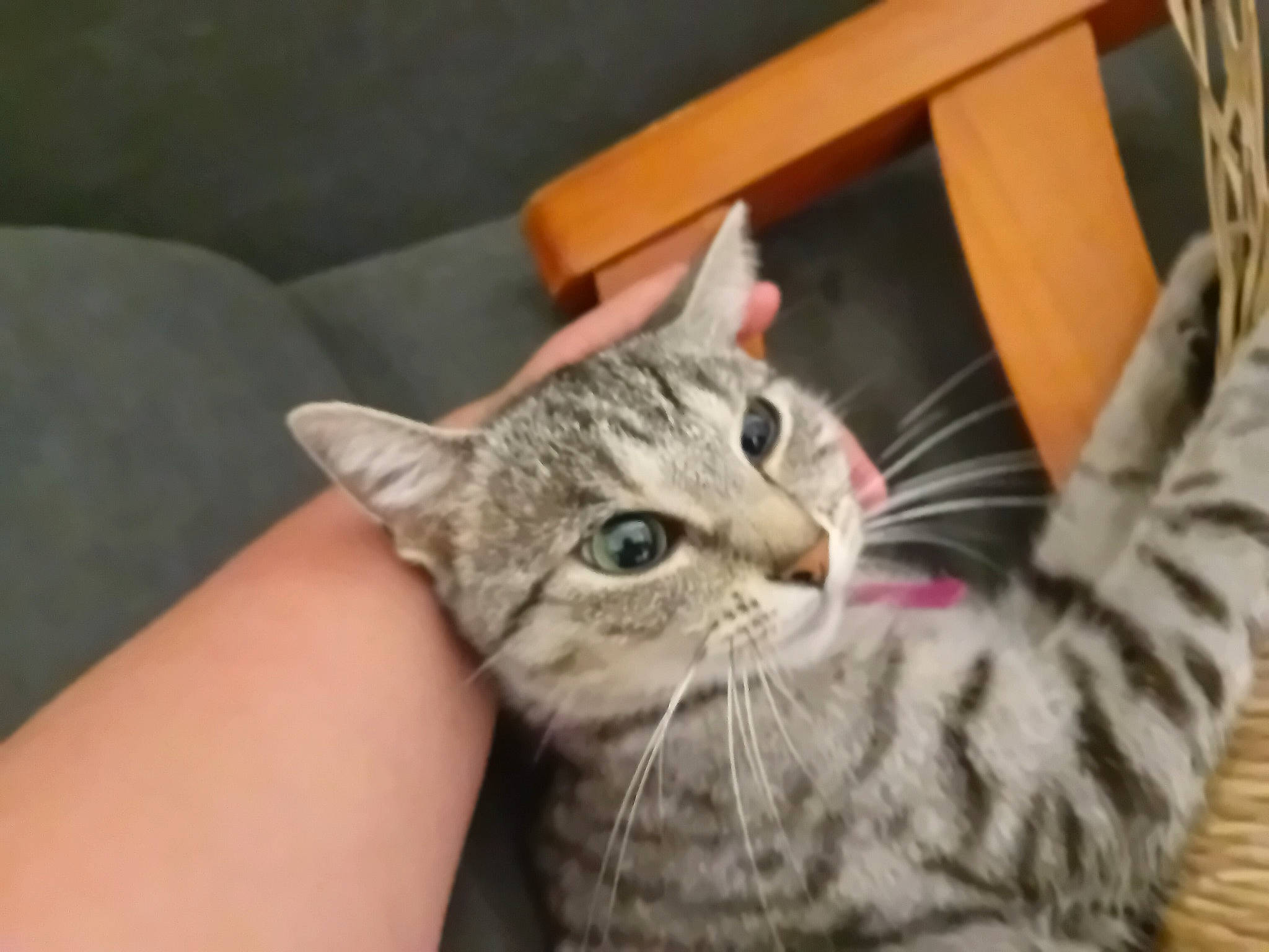 Mouchemouche participe au concours pour gagner de l'argent avec cette photo : carnivore, cat, claw, comfort, domestic_short_haired_cat, ear, felidae, fur, gesture, paw, small_to_medium_sized_cats, snout, whiskers, wood