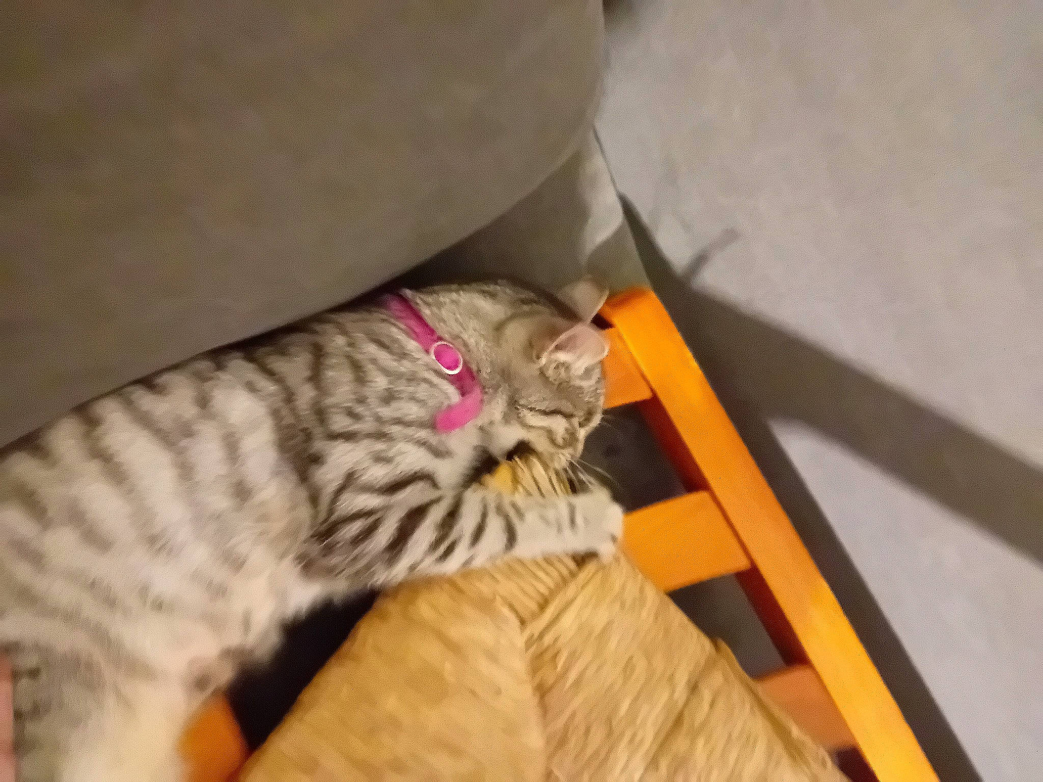 Mouchemouche a rejoint le concours — aidez-le/la à gagner de superbes lots ! carnivore, cat, comfort, couch, domestic_short_haired_cat, fawn, felidae, fur, hardwood, nap, paw, room, small_to_medium_sized_cats, tail, terrestrial_animal, whiskers, wood