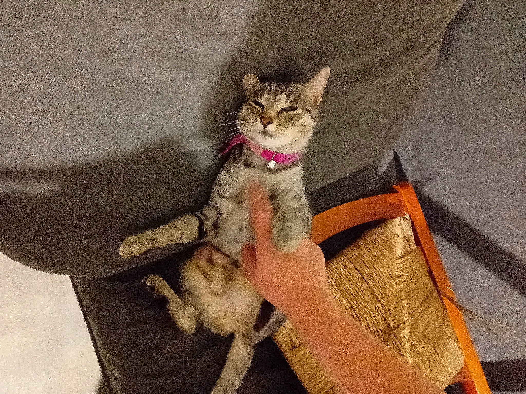 Mouchemouche a rejoint le concours — aidez-le/la à gagner de superbes lots ! carnivore, cat, claw, comfort, couch, domestic_short_haired_cat, fawn, felidae, fur, gesture, nail, paw, sitting, small_to_medium_sized_cats, tail, whiskers