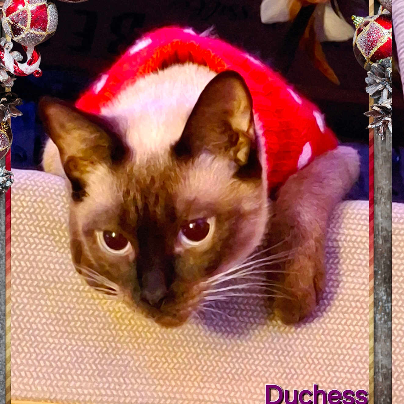 Duchess