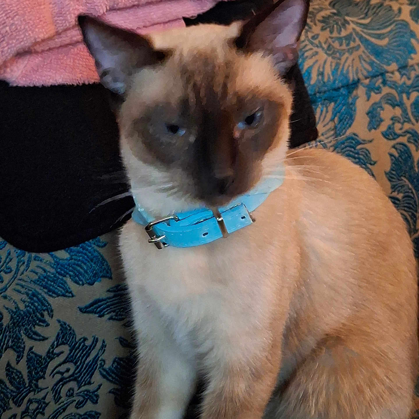 Simba joined the competition — help win amazing prizes! animal, cat, pet, siamese, towel