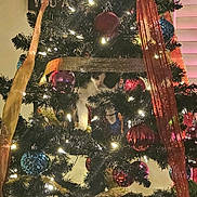 Luna is registered to the contest to win money with this photo: cat, christmas_tree, ornaments, ribbons, lights, holiday, festive, decorations, black_and_white_cat, curious, indoor, pets, celebration, tree_branches, twinkling_lights, seasonal, festivity, close_up, cozy, holiday_spirit