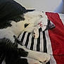 Luna is registered to the contest to win money with this photo: cat, sleeping, black_and_white, paws, blanket, striped, red, cozy, indoor, pet, fur, cute, resting, animal, whiskers, relaxation, soft, mammal, domestic, feline
