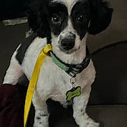 Oreo is registered to the contest to win money with this photo: dog, black_and_white, pet, collar, leash, indoor, couch, sitting, animal, canine, fur, ears, face, eyes, paw, domestic_animal, companion, looking, cute, young