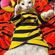 Cheeze-It is registered to the contest to win money with this photo: cat, animal, pet, hoodie, yellow, black_stripes, orange_blanket, tiger_pattern, white_fur, paws, cute, indoor, lying_down, cozy, soft, fluffy, apparel, relaxed, close_up, portrait