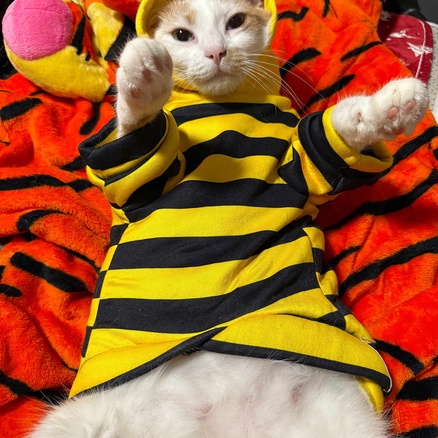 Cheeze-It is registered to the contest to win money with this photo: animal, apparel, black_stripes, cat, close_up, cozy, cute, fluffy, hoodie, indoor, lying_down, orange_blanket, paws, pet, portrait, relaxed, soft, tiger_pattern, white_fur, yellow