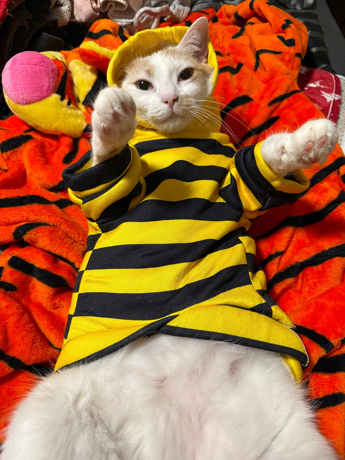 Cheeze-It is registered to the contest to win money with this photo: cat, animal, pet, hoodie, yellow, black_stripes, orange_blanket, tiger_pattern, white_fur, paws, cute, indoor, lying_down, cozy, soft, fluffy, apparel, relaxed, close_up, portrait