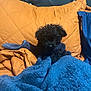 Flash Manuel joined the competition — help win amazing prizes! animal, bed, black_dog, blanket, blue_blanket, companion, cozy, curious, curly_fur, cute, dog, fur, furniture, indoors, orange_pillow, pet, pillow, resting, small_dog, soft