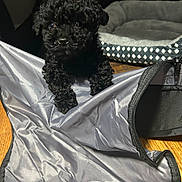 Flash Manuel joined the competition — help win amazing prizes! animal, bed, black_dog, companion, cozy, curious, curly_fur, cute, dog, domestic_animal, fabric, floor, household, indoor, looking, pet, playful, puppy, small, young