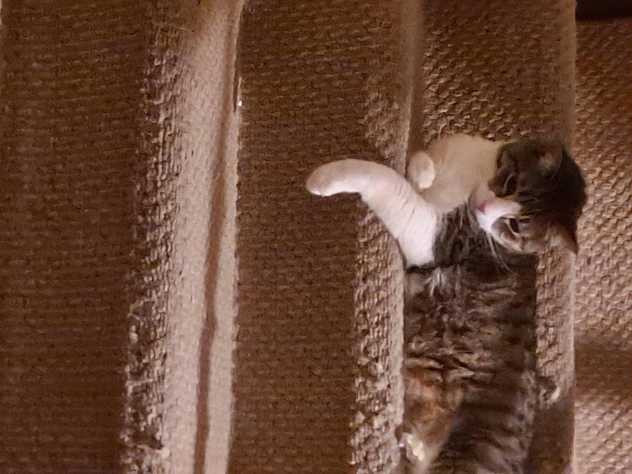 Franklin joined the competition — help win amazing prizes! beige, brown, carnivore, cat, comfort, domestic_short_haired_cat, door, fawn, felidae, flooring, fur, hardwood, linens, paw, small_to_medium_sized_cats, snout, tail, whiskers, window, wood