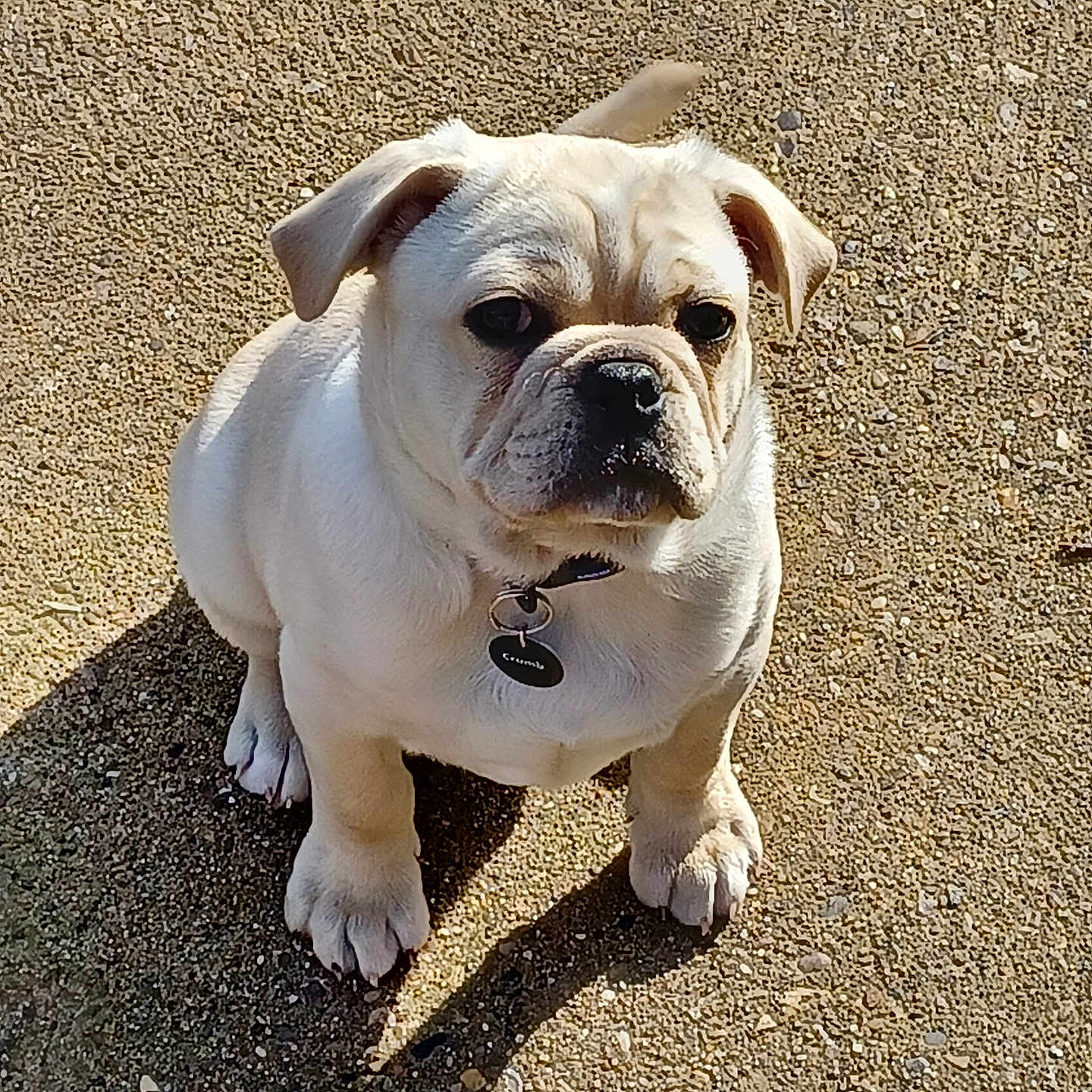 Toffee is registered to the contest to win money with this photo: animal, boxer, bulldog, canine, dog, frenchbulldog, pet, pitbull, pug, puppy, whitedog