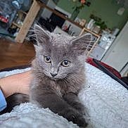 Aïko participe au concours pour gagner de l'argent avec cette photo : kitten, gray_cat, pet, animal, furry, cute, indoor, blanket, hand, person, cozy, fur, whiskers, eyes, relaxing, home, soft, resting, sleepy, domestic