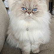 Beauty is registered to the contest to win money with this photo: cat, fluffy, blue_eyes, pet, indoor, sofa, furniture, couch, domestic_animal, whiskers, fur, cute, animal, mammal, portrait, sitting, household, feline, expression, closeup