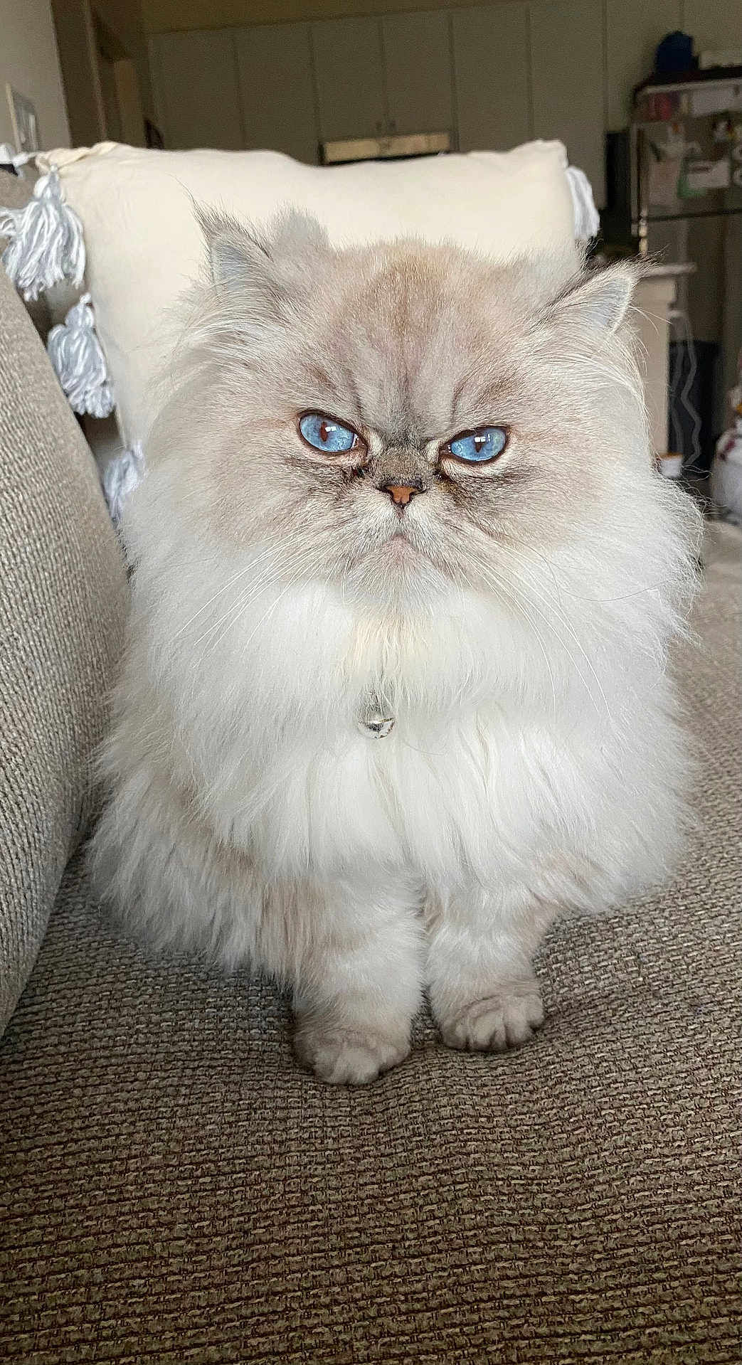 Beauty is registered to the contest to win money with this photo: cat, fluffy, blue_eyes, pet, indoor, sofa, furniture, couch, domestic_animal, whiskers, fur, cute, animal, mammal, portrait, sitting, household, feline, expression, closeup
