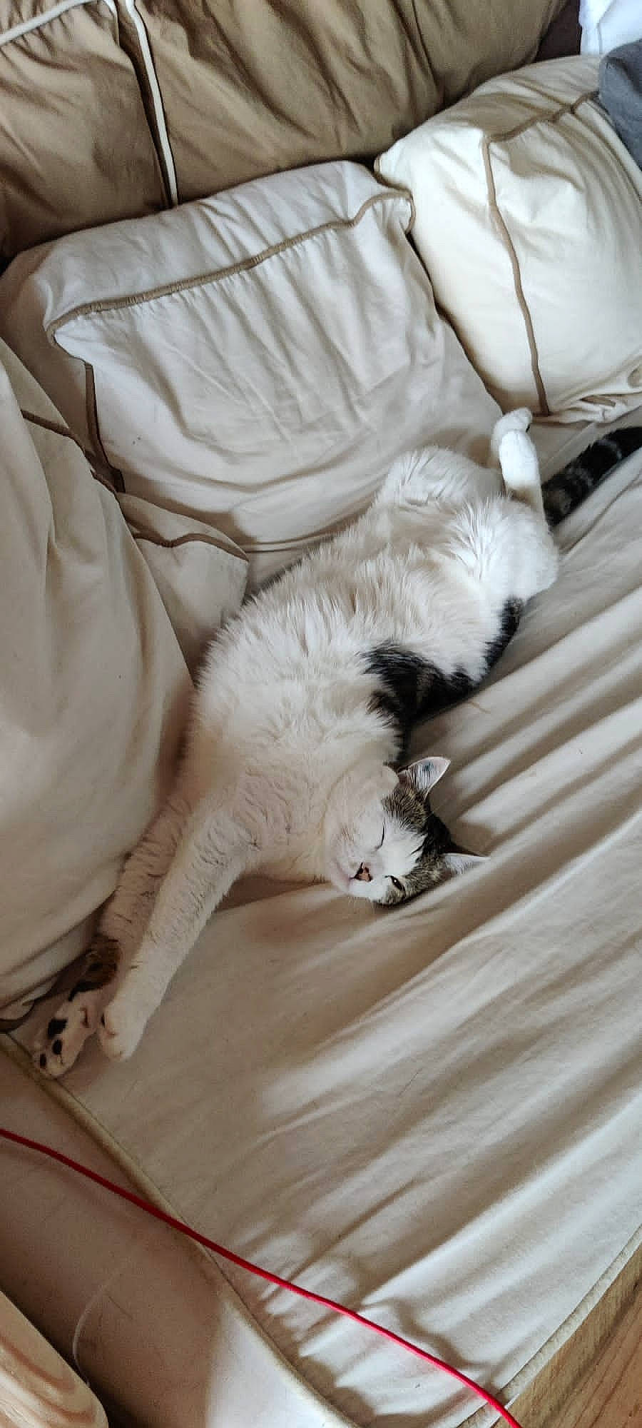 Nina participe au concours pour gagner de l'argent avec cette photo : bed, bed_sheet, bedding, carnivore, cat, comfort, companion_dog, duvet, fawn, felidae, fur, hardwood, linens, nap, paw, small_to_medium_sized_cats, tail, textile, whiskers, wood