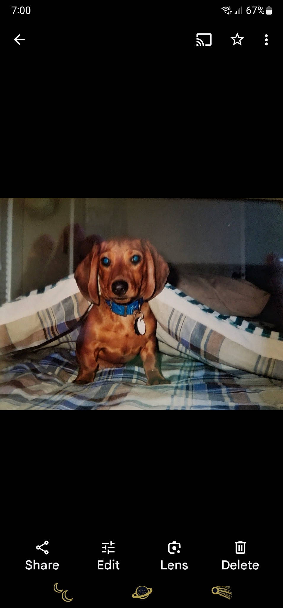 Elmo is registered to the contest to win money with this photo: carnivore, comfort, companion_dog, dog, dog_breed, dog_supply, fawn, hound, linens, liver, metal, pet_supply, rectangle, sporting_group, sunglasses, toy, vehicle_door, whiskers, wood, working_animal