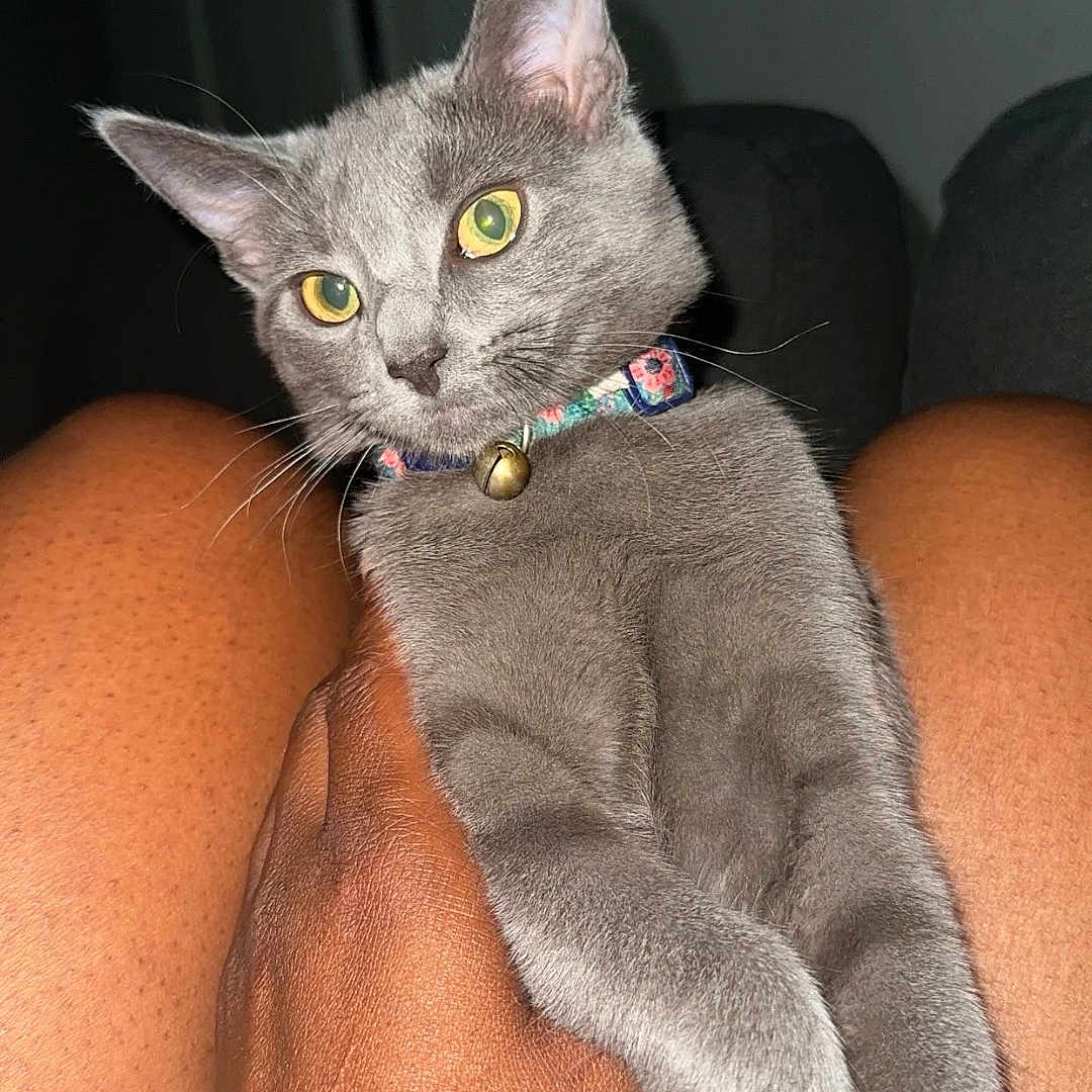 Nini is registered to the contest to win money with this photo: animal, bell, cat, close_up, collar, curious, cute, domestic_animal, feline, floral_collar, gray_cat, hand, holding, indoor, legs, person, pet, portrait, soft_fur, yellow_eyes